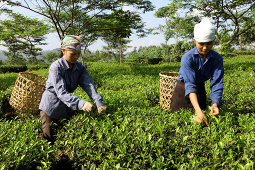 Chiến khu xưa từng ngày đổi mới ảnh 1