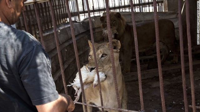 Vườn thú tại Gaza tan hoang vì bom đạn ảnh 4