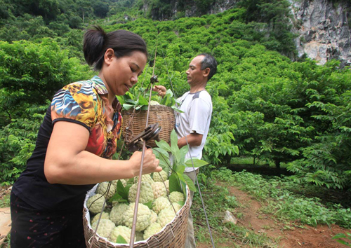 Nhộn nhịp mùa na Lạng Sơn ảnh 1
