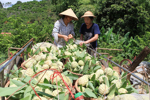 Nhộn nhịp mùa na Lạng Sơn ảnh 3