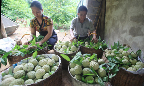 Nhộn nhịp mùa na Lạng Sơn ảnh 4
