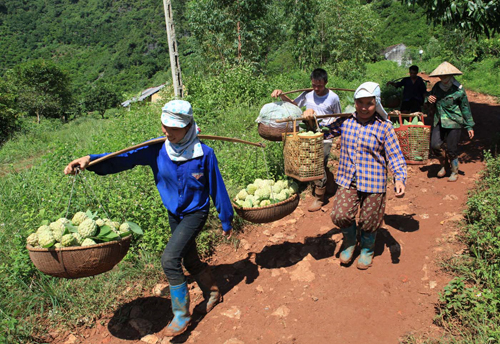 Nhộn nhịp mùa na Lạng Sơn ảnh 5