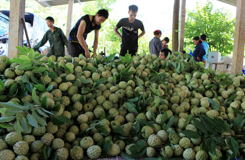 Nhộn nhịp mùa na Lạng Sơn ảnh 6