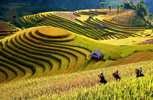 Tuần văn hóa ruộng bậc thang Mù Căng Chải ảnh 1