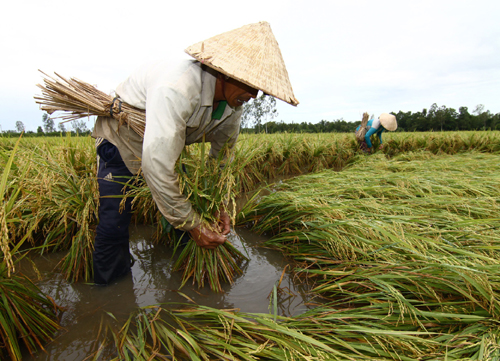 Khẩn trương thu hoạch lúa sớm để tránh bão ảnh 1