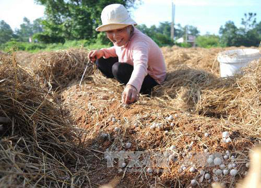 Trồng nấm cho thu nhập cao ảnh 1