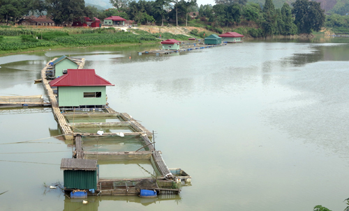 Cá đặc sản chết ồ ạt do mưa lũ ảnh 1