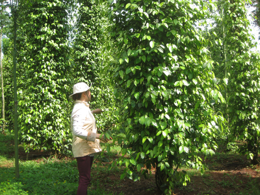 Nhiều hộ dân tộc vươn lên làm giàu ảnh 1