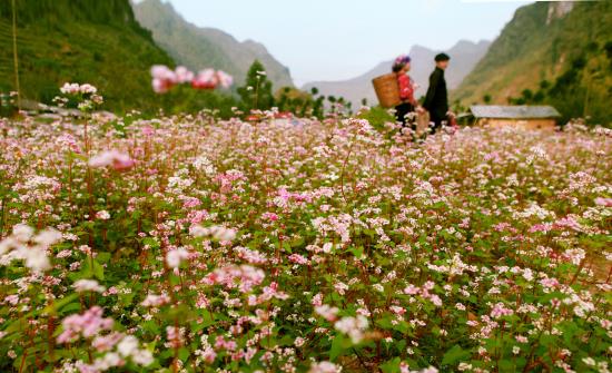 Đắm say hoa tam giác mạch đất Hà Giang ảnh 1