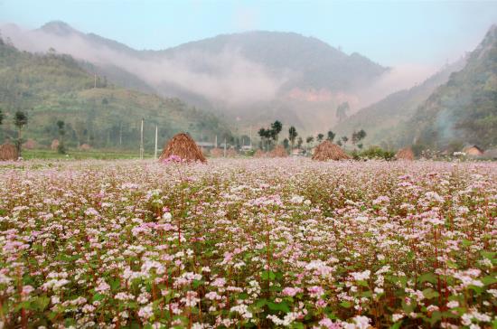Đắm say hoa tam giác mạch đất Hà Giang ảnh 3