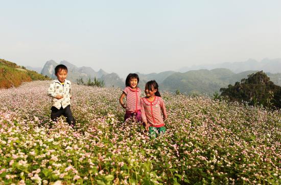 Đắm say hoa tam giác mạch đất Hà Giang ảnh 4