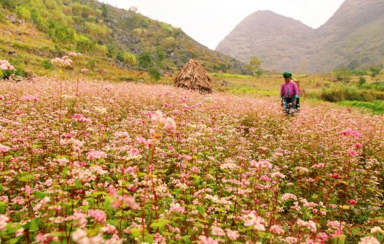 Đắm say hoa tam giác mạch đất Hà Giang ảnh 7
