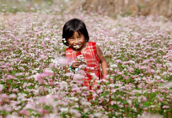 Đắm say hoa tam giác mạch đất Hà Giang ảnh 9