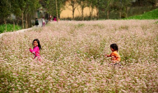 Đắm say hoa tam giác mạch đất Hà Giang ảnh 8