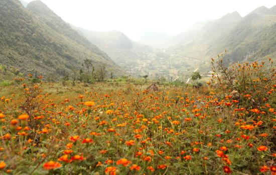 Đắm say hoa tam giác mạch đất Hà Giang ảnh 10