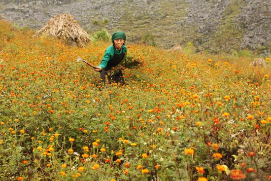 Đắm say hoa tam giác mạch đất Hà Giang ảnh 11
