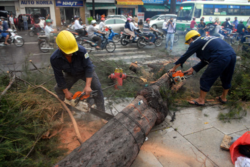 Mưa giông quật đổ cây la liệt Sài Gòn ảnh 5
