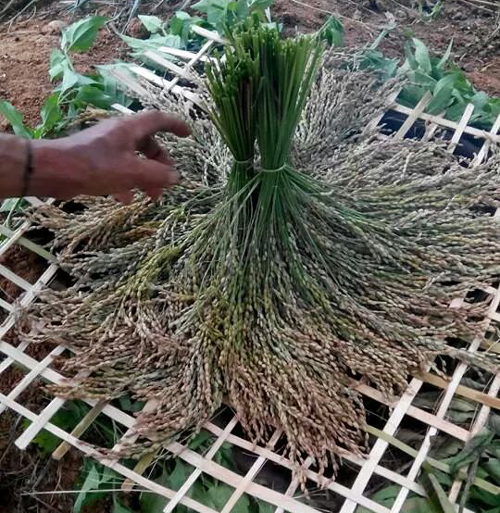 Ngọt thơm hương cốm vùng cao ảnh 1