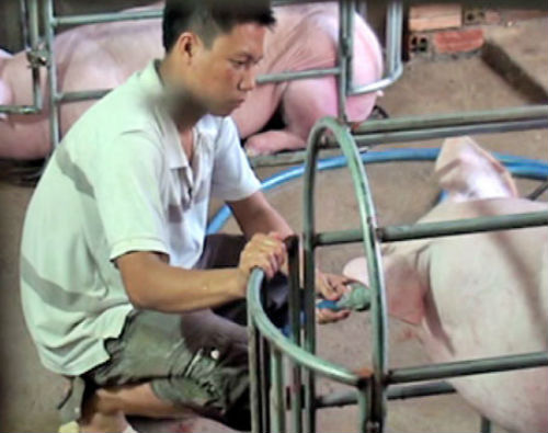 Đề nghị xử phạt cơ sở bơm nước vào lợn để tăng trọng lượng ảnh 1