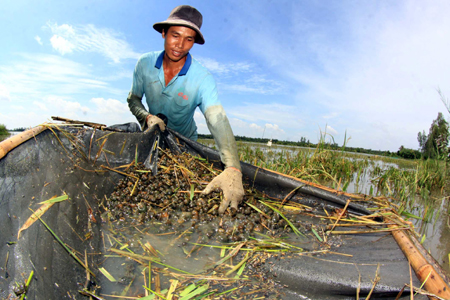 Nguồn thu trong mùa nước nổi ảnh 1