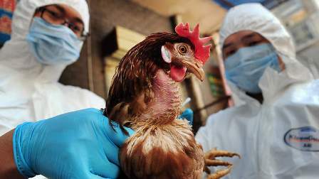 Chủng virus cúm gia cầm phát hiện tại Anh là H5N8 ảnh 1