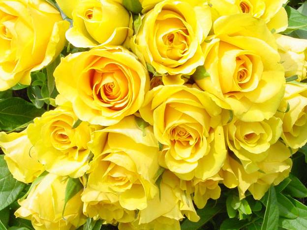 Sắc hoa rực rỡ chào mừng ngày nhà giáo Việt Nam ảnh 2