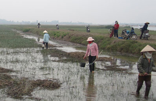 Nhớ những mùa rươi