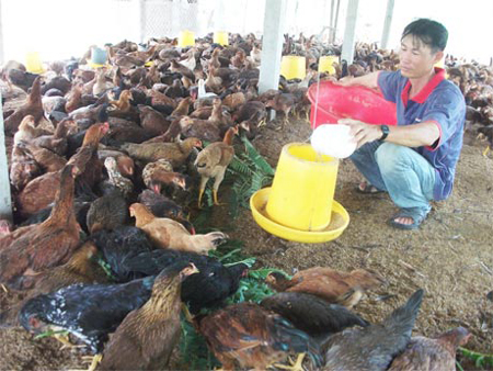 Lai tạo thành công giống gà ta Gò Công ảnh 1