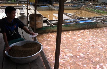 Nhà nông thờ ơ với VietGAP ảnh 1