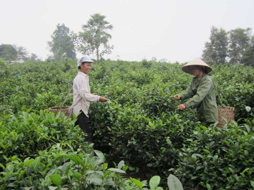 Tuyên Quang chăm lo cho đồng bào dân tộc thiểu số ảnh 1