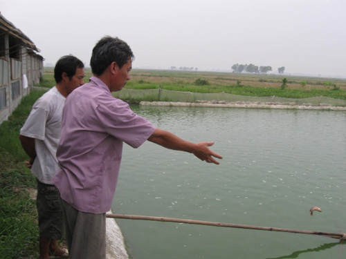 Giảm phụ thuộc vào nguồn giống nước ngoài ảnh 1