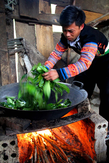 Chè Shan tuyết Phình Hồ - tiềm năng bị bỏ ngỏ ảnh 2