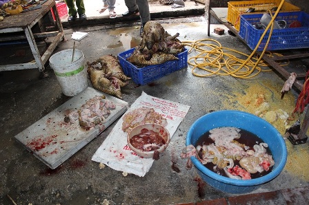 “Lò mổ” động vật hoang dã giữa lòng Hà Nội ảnh 5