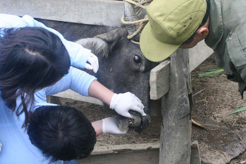 Lạng Sơn chủ động phòng chống đói rét cho gia súc ảnh 2