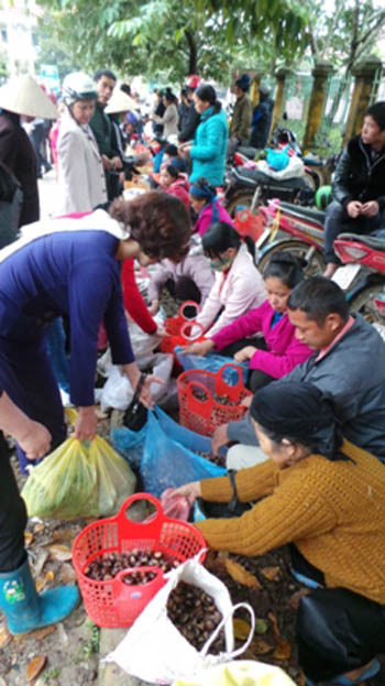 Ấm tay hạt dẻ Cao Bằng ảnh 1