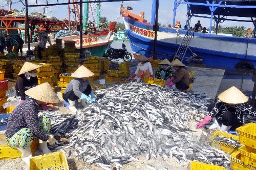 Khai thác thủy sản vượt sóng lớn ra khơi ảnh 1
