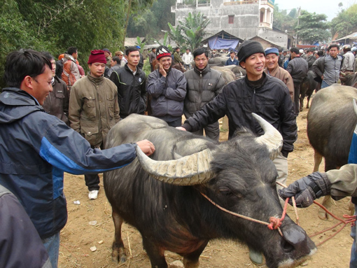 Chợ bò Nghiên Loan ảnh 2