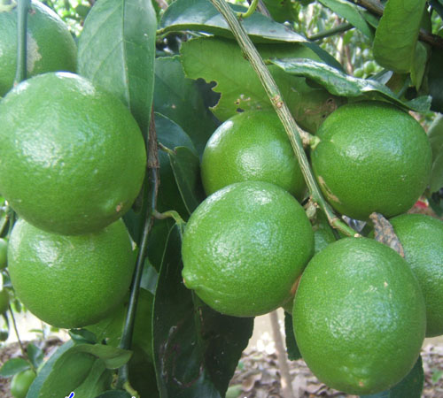 Thu nhập đều nhờ trồng chanh không hạt ảnh 1