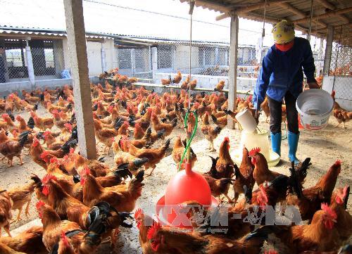 Hà Nội lập các hội tiêu thụ gà đồi ảnh 1