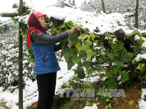 Tuyết đã tan tại Sa Pa, hoa màu gia súc không thiệt hại ảnh 1
