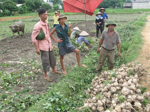 Hiệu quả kinh tế từ trồng xen canh ảnh 1