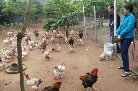 Bảo tồn nguồn gen thuần chủng Gà Đông Cảo ảnh 1