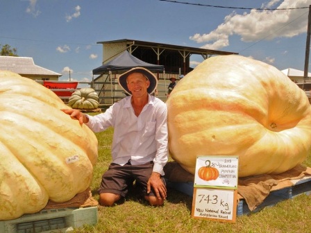 Quả bí ngô nặng nhất Australia ảnh 1