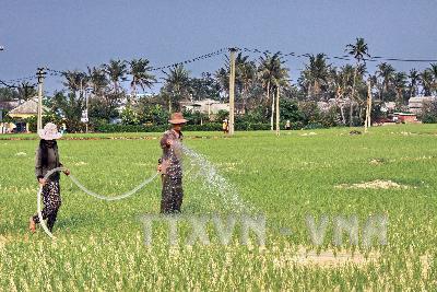 Tỏi ngồng Lý Sơn vào siêu thị ảnh 1