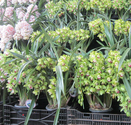 Xu hướng chơi hoa, cây cảnh Tết Ất Mùi ảnh 6