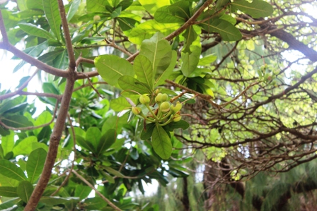 Hoa bàng vuông Trường Sa khoe sắc ảnh 5