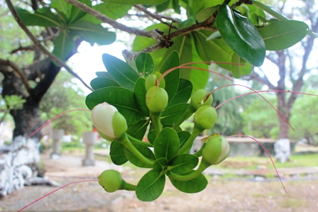 Hoa bàng vuông Trường Sa khoe sắc ảnh 7