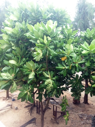 Hoa bàng vuông Trường Sa khoe sắc ảnh 9