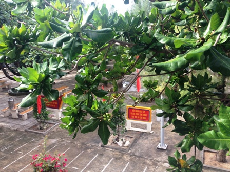 Hoa bàng vuông Trường Sa khoe sắc ảnh 10