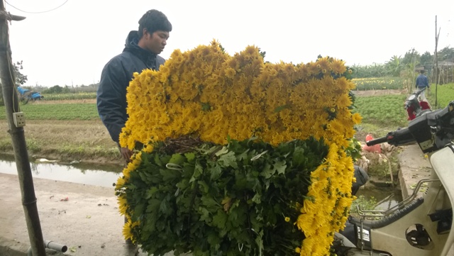 Cúc Tây Tựu phải đổ bỏ, người trồng lao đao ảnh 3